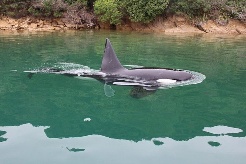Orca in the Sounds 2