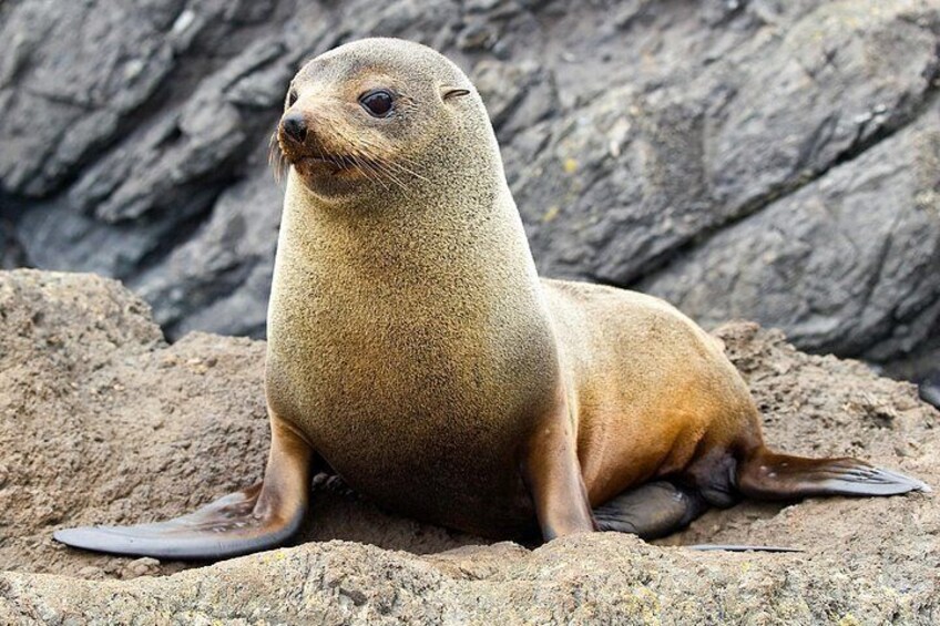 New Zealand Fur seal on the way to the island 4
