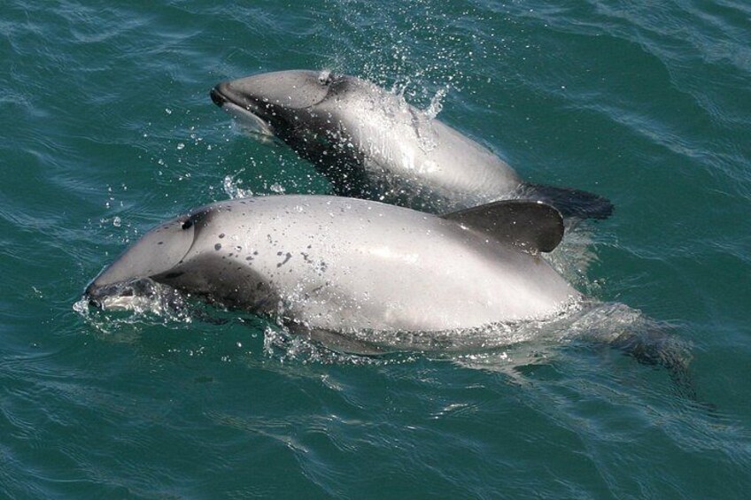 Hectors Dolphin Watching 3