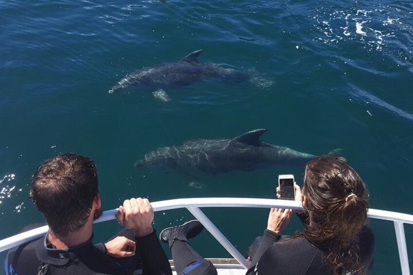 Dolphin Watching onboard 