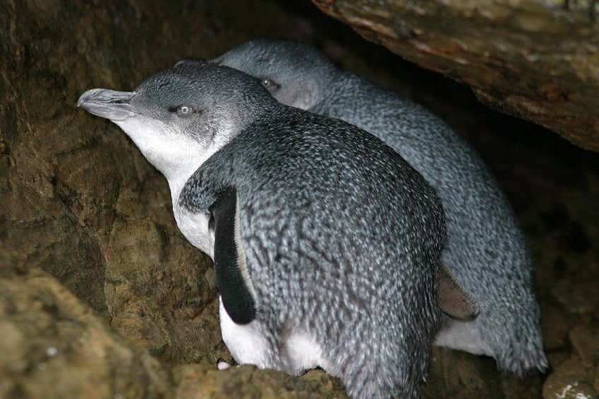 Little Blue Penguins on Motuara Island 5