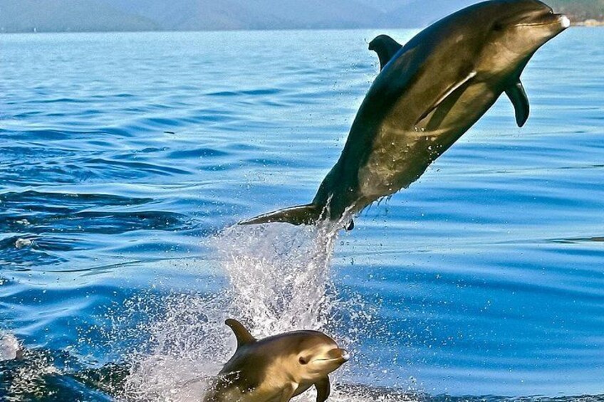 Jumping Bottlenose Dolphins 1