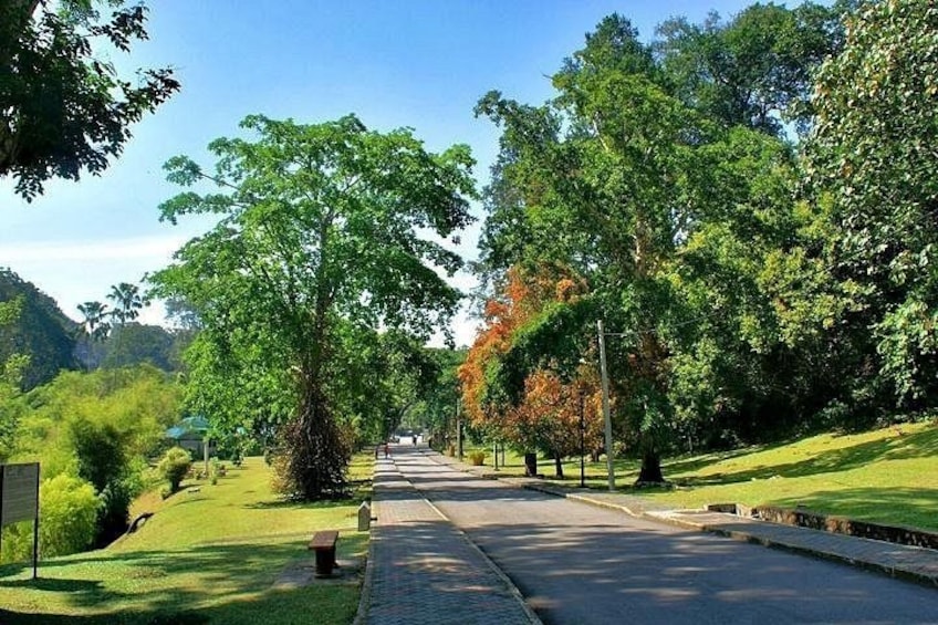 A paved pathway lined with trees and grass, leading towards a distant hill. 2