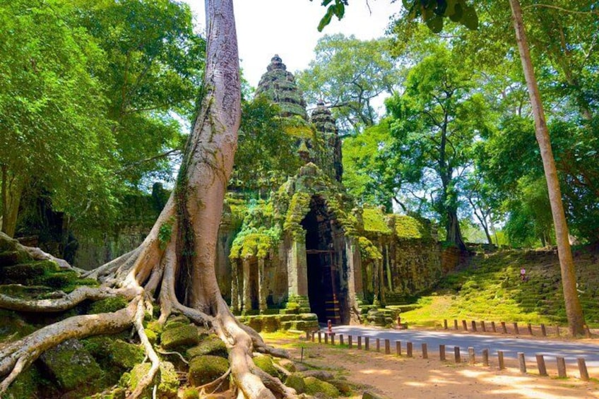 A temple with a large tree in the foreground, a road with a guardrail, and lush greenery. 2