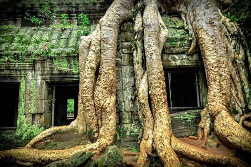 Ta Prohm Temple 2