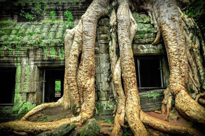 A large tree with extensive roots growing through an ancient stone structure. 4