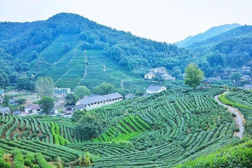 Half-Day Hangzhou Yunxi Bamboo Forest and Tea Plantation Experience 2