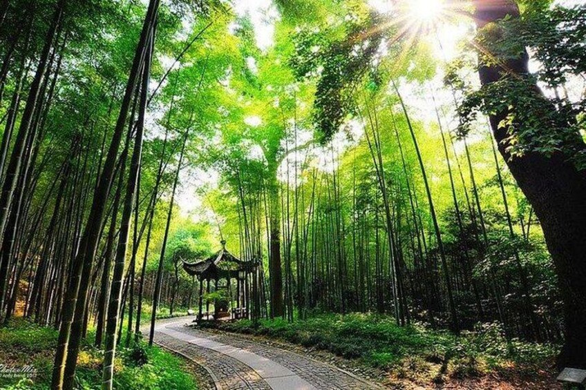 A bamboo forest with a pathway leading to a traditional pavilion. 1