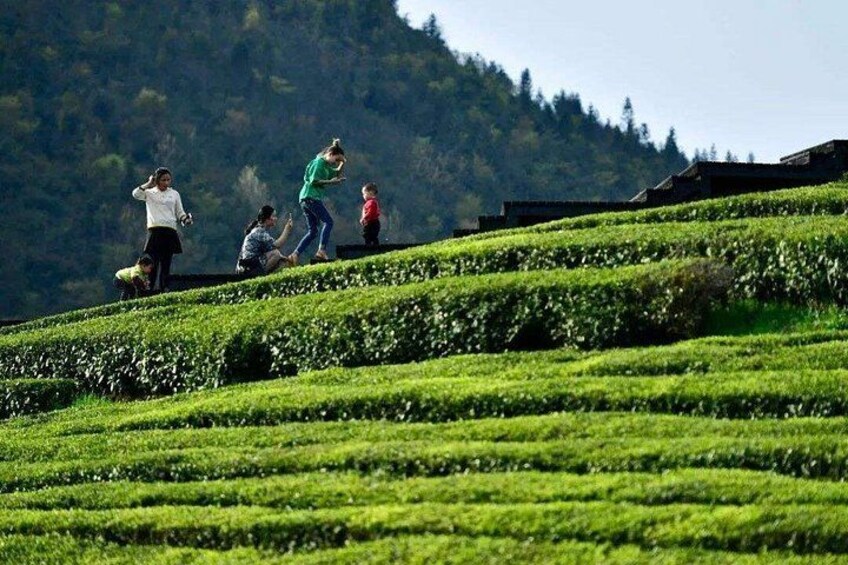 Longjing Tea Farm 4