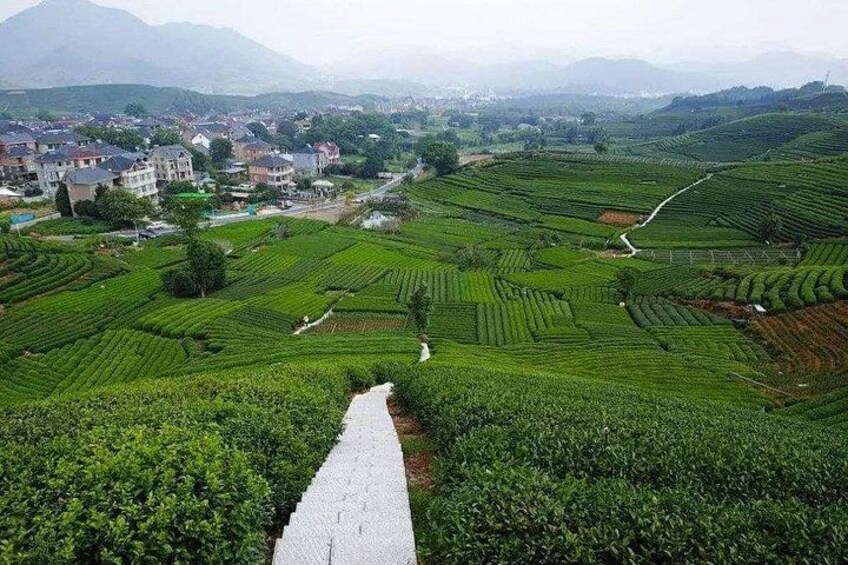 Hangzhou Tea Farm 5