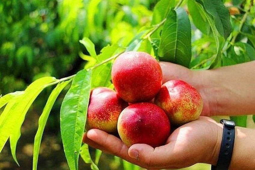 A hand holding four red peaches with green leaves in the background. 4