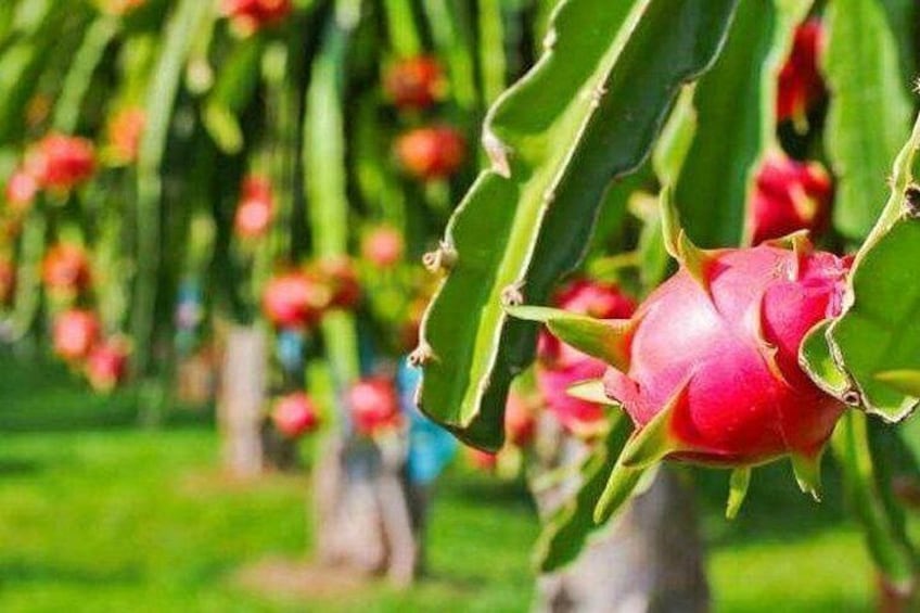 A dragon fruit with green leaves in a garden. 5