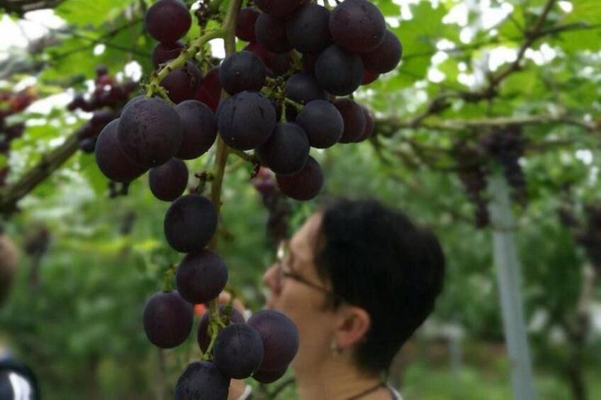 grape picking 2