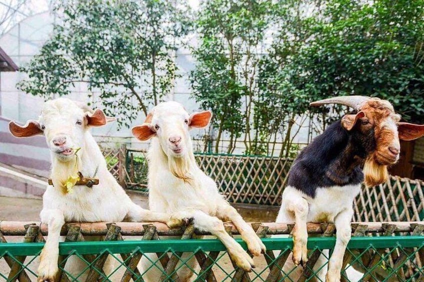 Three goats sitting on a green fence with trees in the background. 3