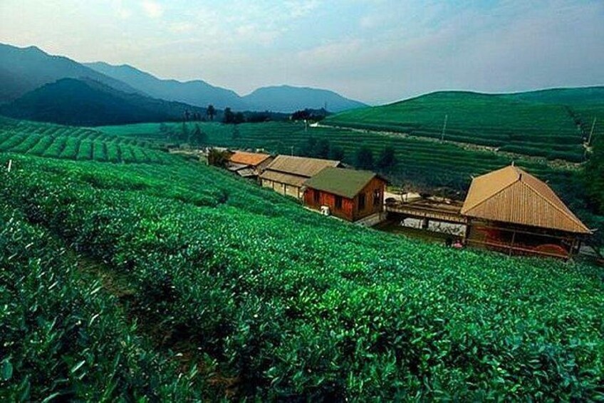 tea farm 2
