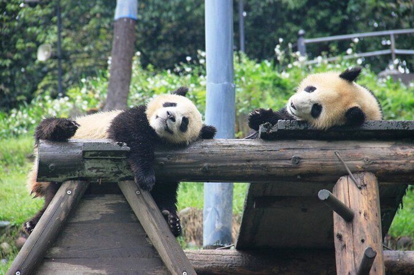 Two pandas resting on a wooden platform in a zoo enclosure. 5
