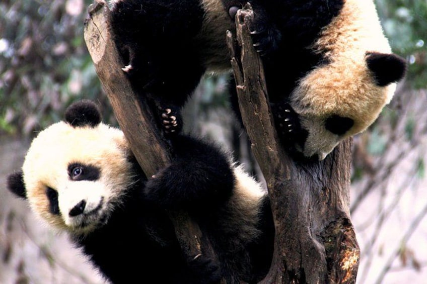Dos pandas trepan un árbol. 4