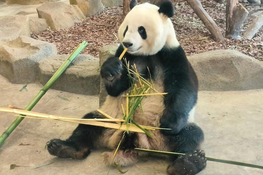 Un panda comiendo bambú. 2