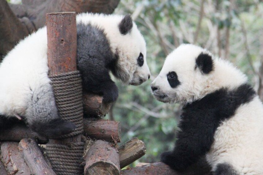 Chengdu Panda Breeding Base Ticket w/ Optional Transfer or Guide 4