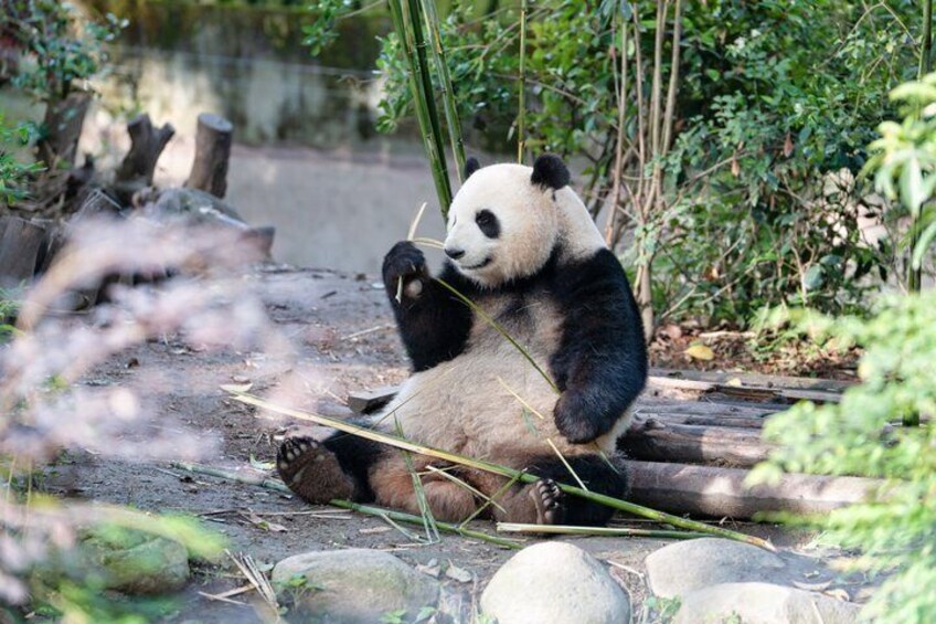 Chengdu Panda Breeding Base Ticket w/ Optional Transfer or Guide 2