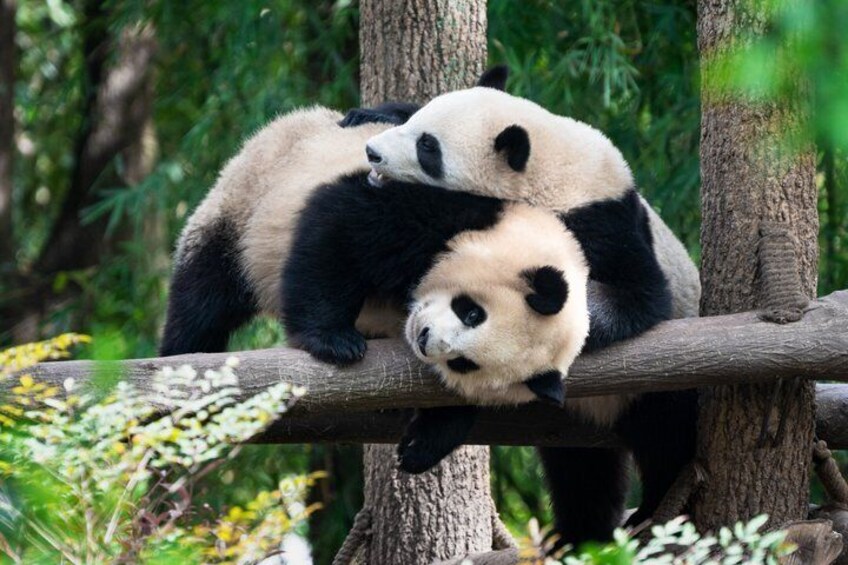 Chengdu Panda Breeding Base Ticket w/ Optional Transfer or Guide 3