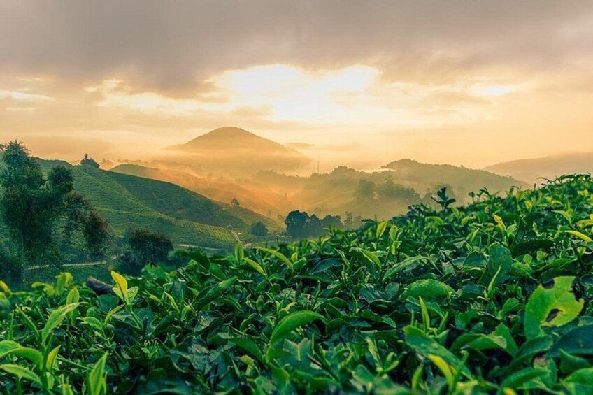 Day Trip to Cameron Highlands: Nature Escape from Kuala Lumpur 3