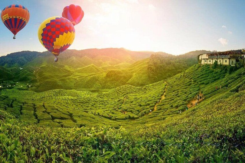 A lush green tea plantation with terraced fields and a building on a hill. 1