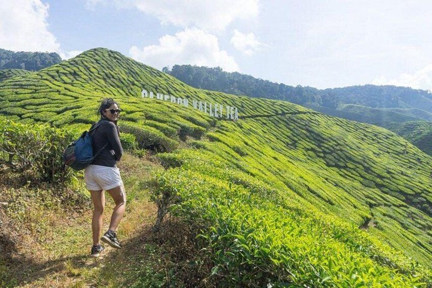Chance to explore stunning hills of the Cameron Highlands 3