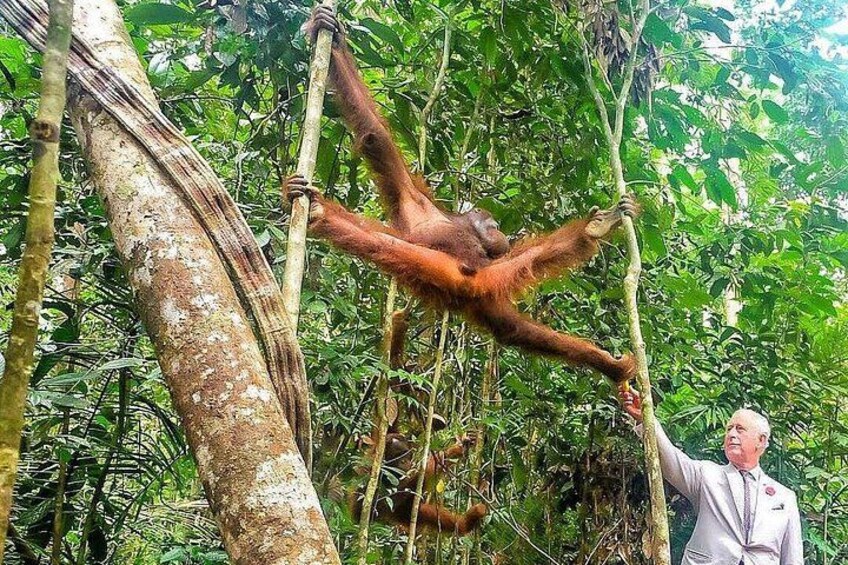 A person in a white suit interacting with an orangutan in a dense forest. 1