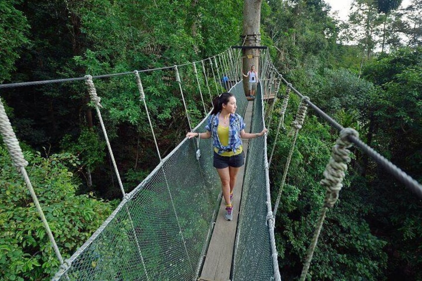 A person walking on a rope bridge in a forest. 1