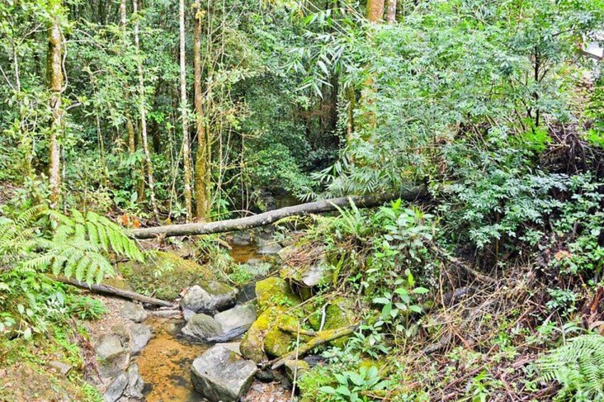 Kinabalu Park & Poring Hot Springs Tour with Desa Dairy Farm 4