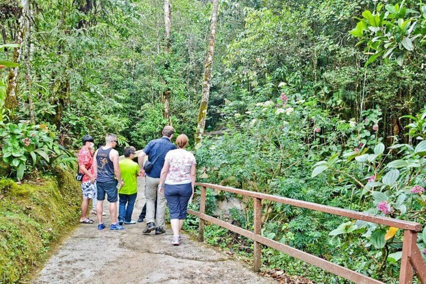 Kinabalu Park & Poring Hot Springs Tour with Desa Dairy Farm 5