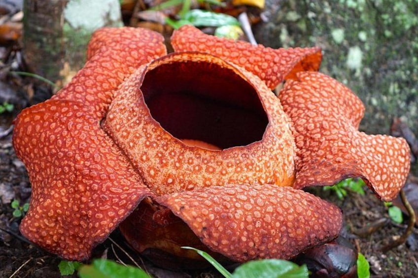 A pitcher plant with a red, textured surface and a central cavity. 5