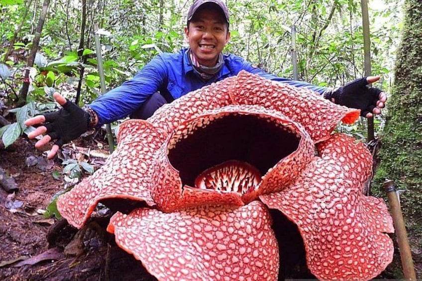 A person holding a large red flower with white spots, surrounded by greenery. 1