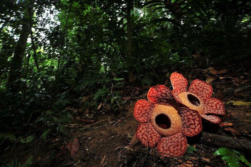 A forest with two large, red, flower-like plants with hollow centers. 2