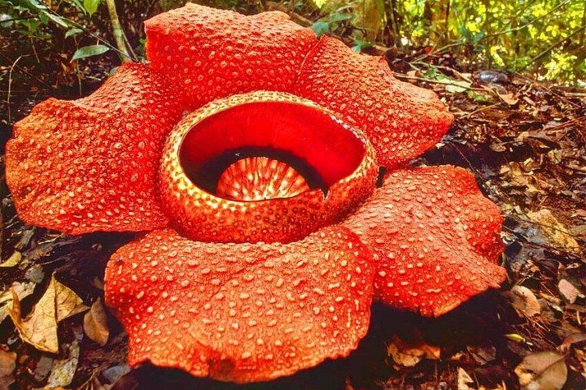 A large, red mushroom with a central hollow structure surrounded by textured caps. 3