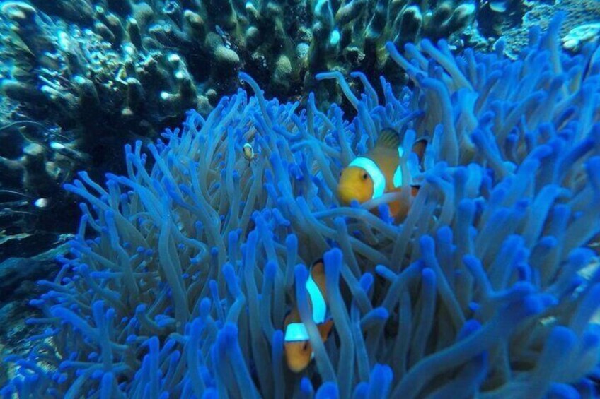 Kota Kinabalu Leisure Diving (Experienced Divers) 3