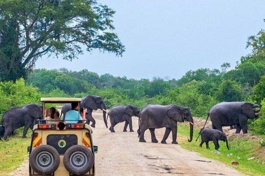 Private 02 Day Leopard Safari in Yala from Colombo 1