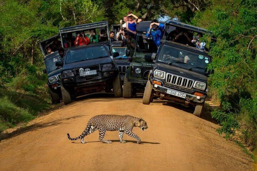 safari 2