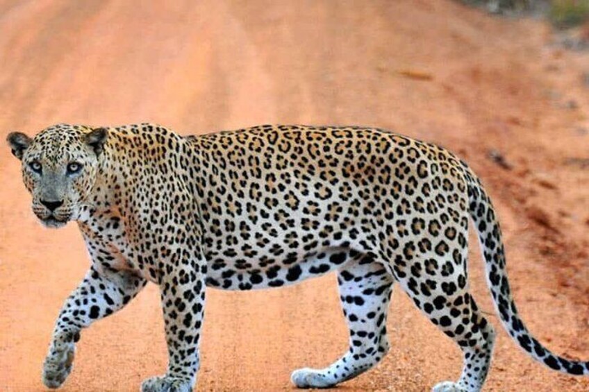Private 02 Day Leopard Safari in Yala from Colombo 3