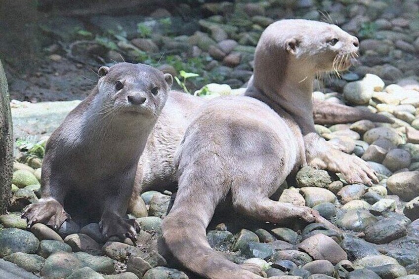 Two otters resting on rocks. 3