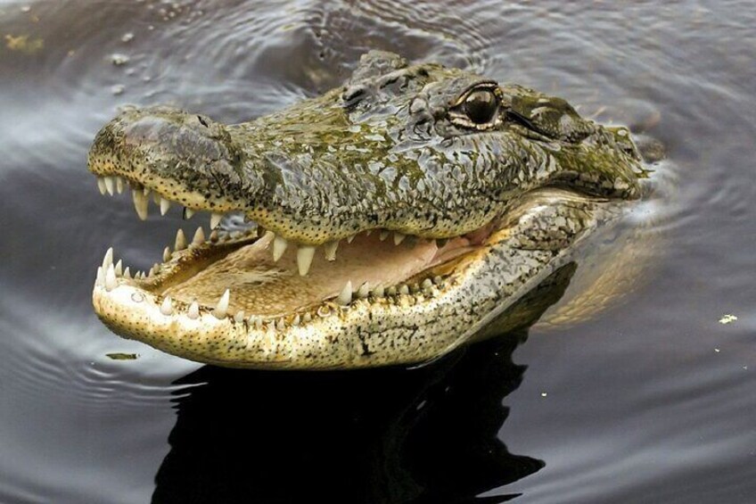 A crocodile partially submerged in water with its mouth open, revealing sharp teeth. 2