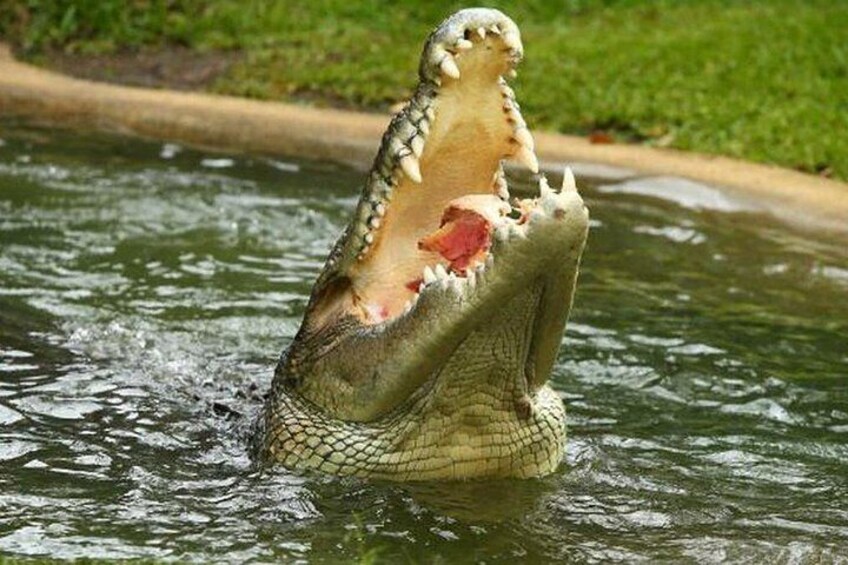 Embark on a thrilling day tour at Jong Crocodile Farm 5