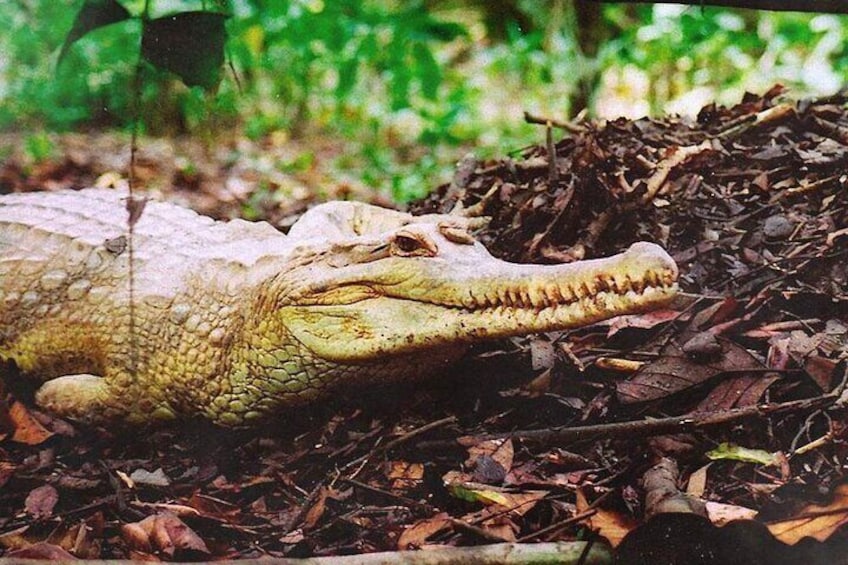 A crocodile lying on the forest floor among dry leaves and twigs. 1