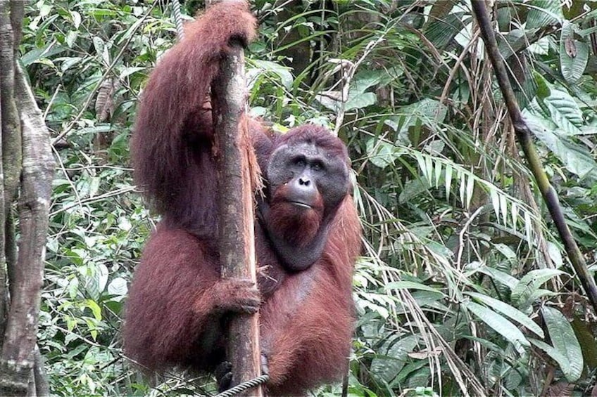 Semenggoh Wildlife Centre Sarawak 5