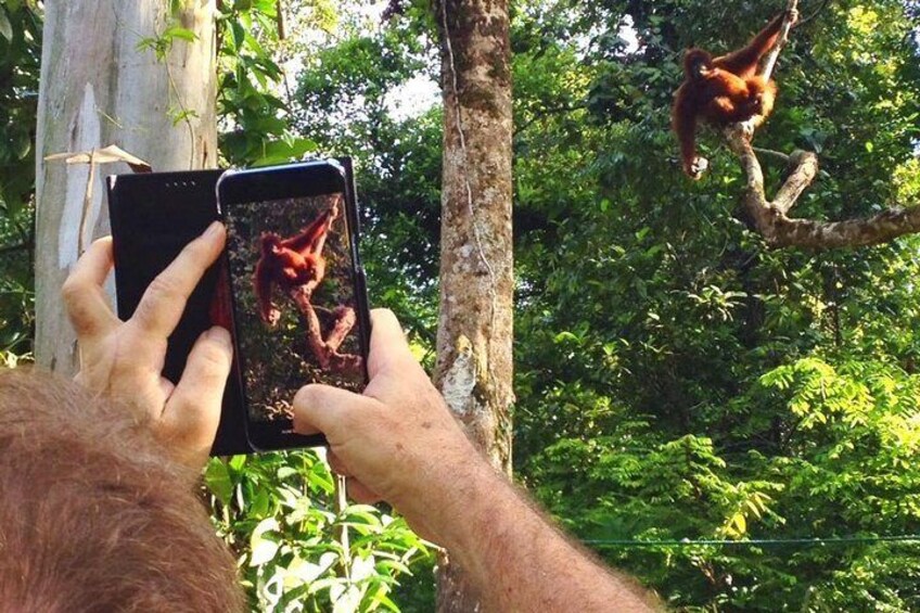 Marvellous Creature Orangutan : Sarawak Semenggoh Wildlife Centre Tour 3