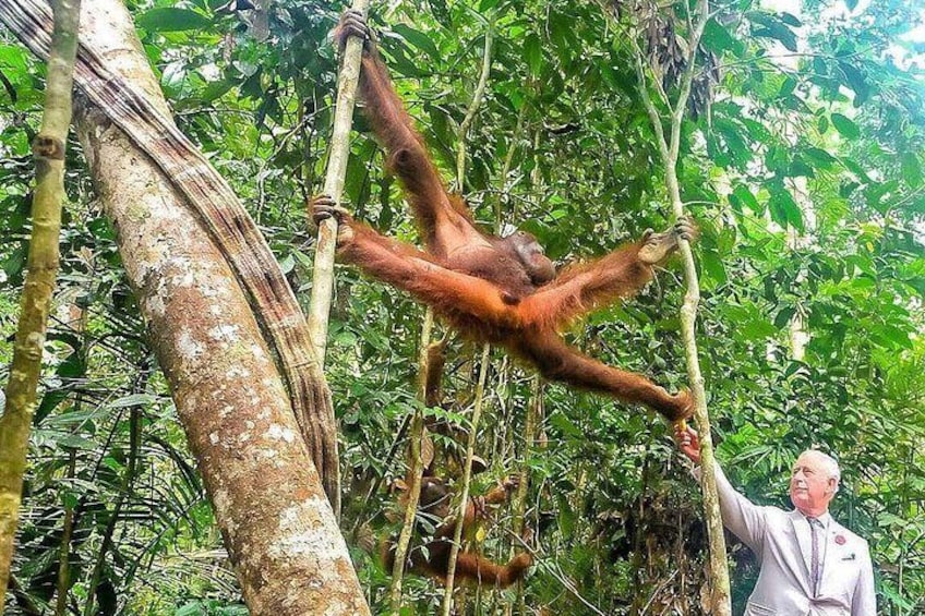 Marvellous Creature Orangutan : Sarawak Semenggoh Wildlife Centre Tour 1
