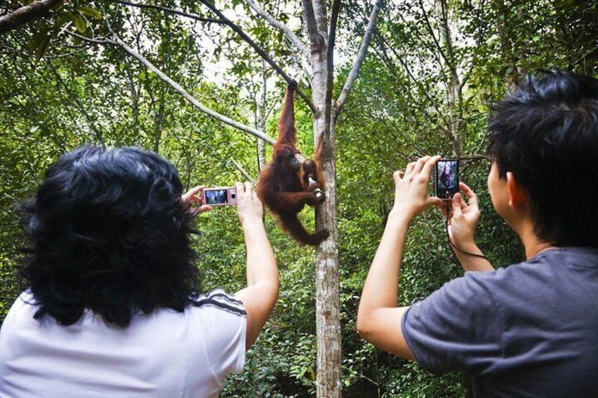 Marvellous Creature Orangutan : Sarawak Semenggoh Wildlife Centre Tour 4