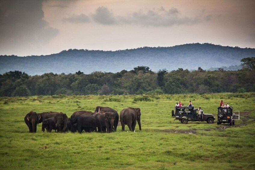 Kaudulla National Park , Jeep Safari 3