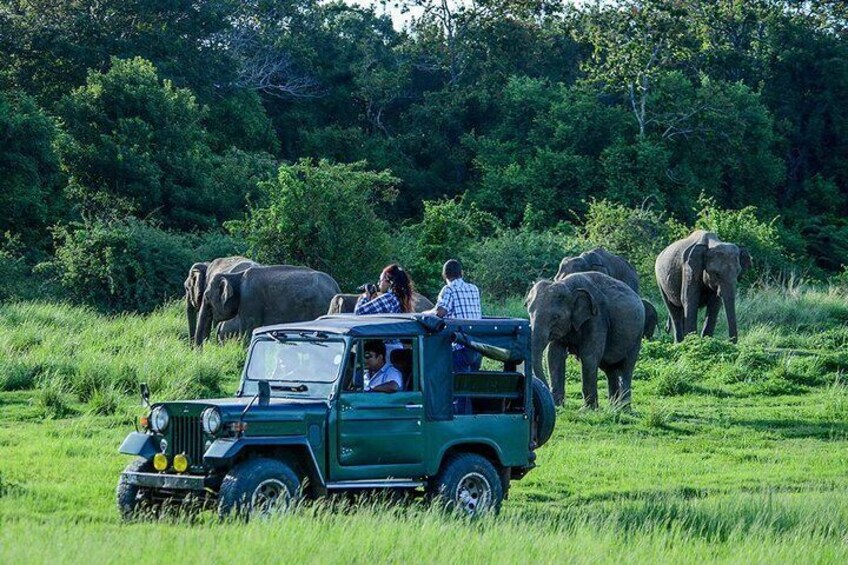 Kaudulla National Park , Jeep Safari 4